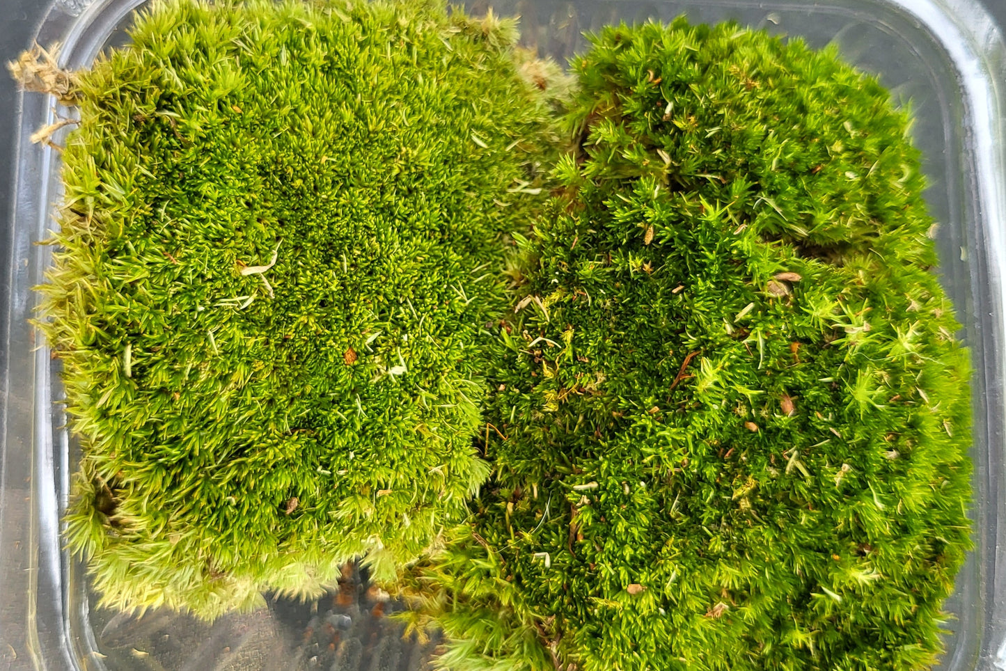 Configura tu Jardín Eterno