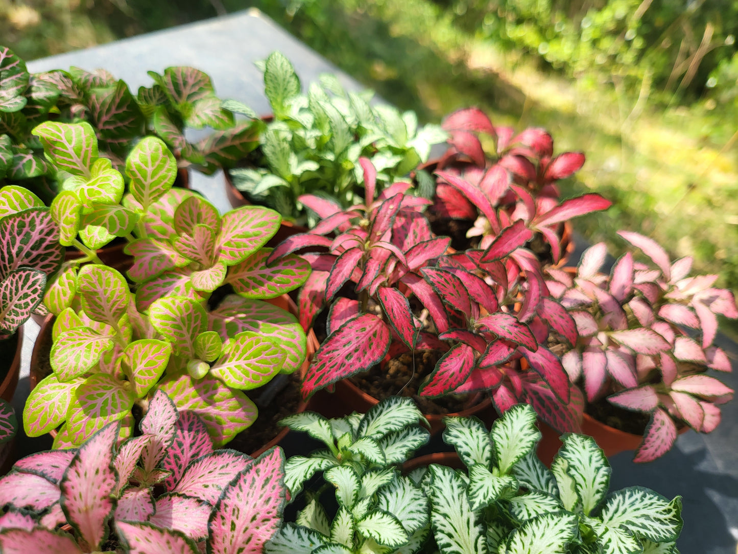 Configura tu Jardín Eterno