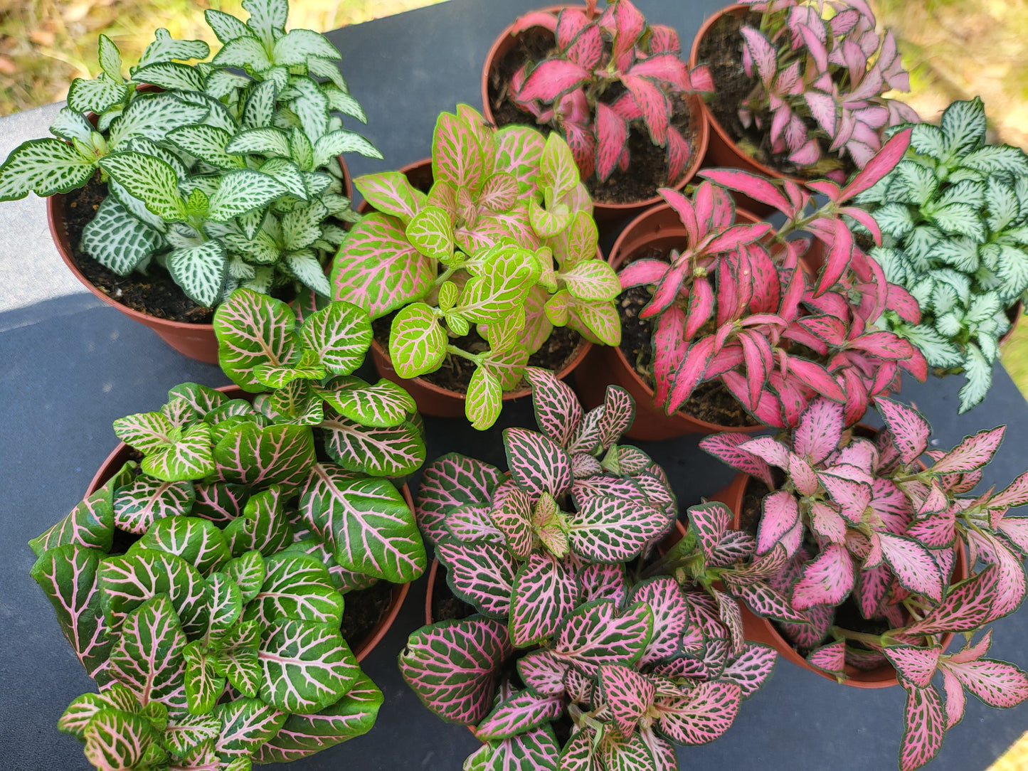 Configura tu Jardín Eterno
